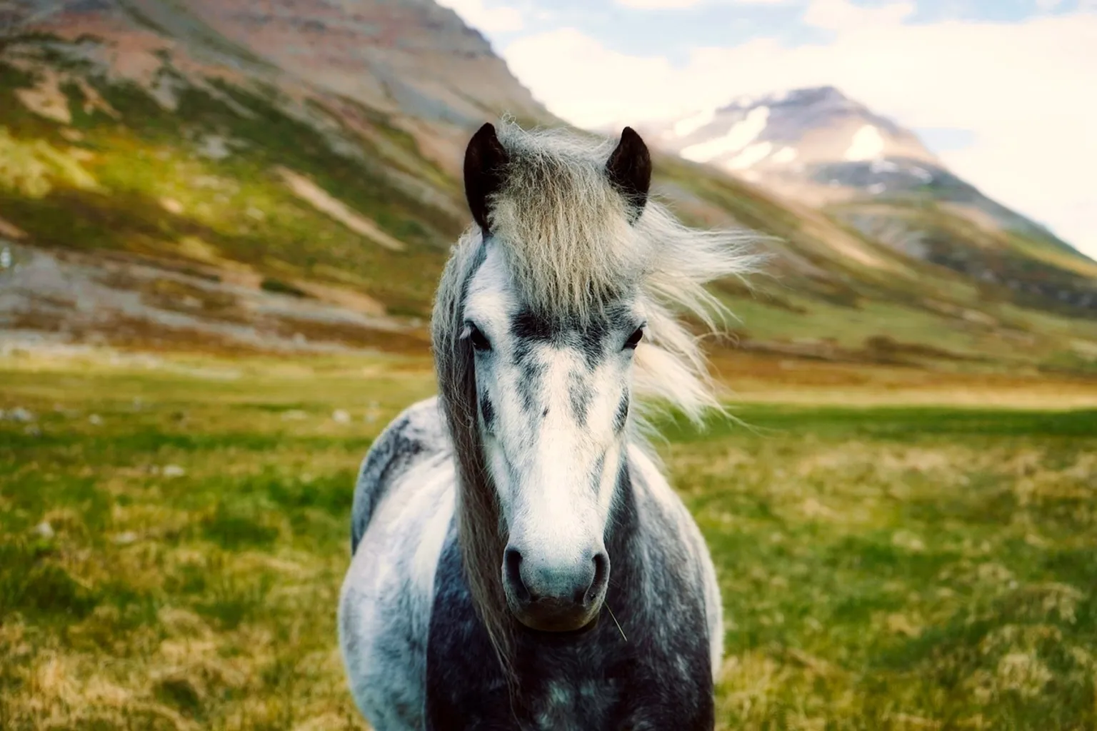 Sacroiliac joint stiffness in horses: identifying the signs